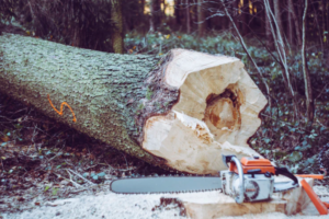 cut branches