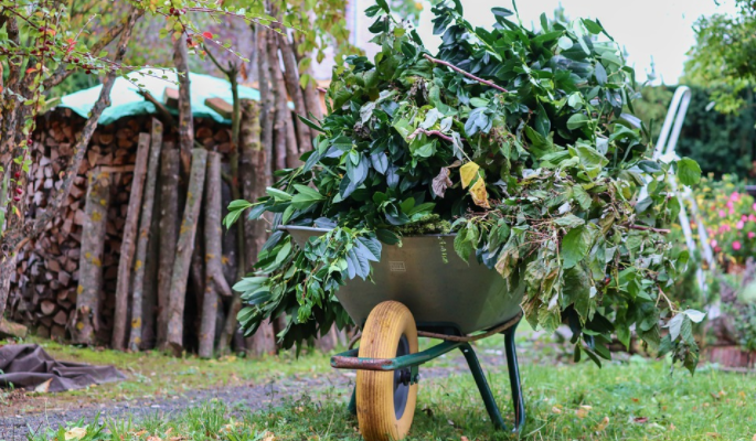 an arborist service