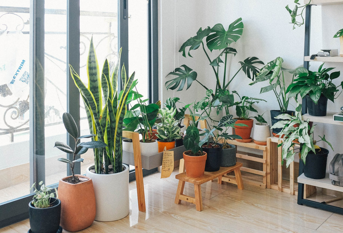 indoor plants