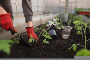 planting